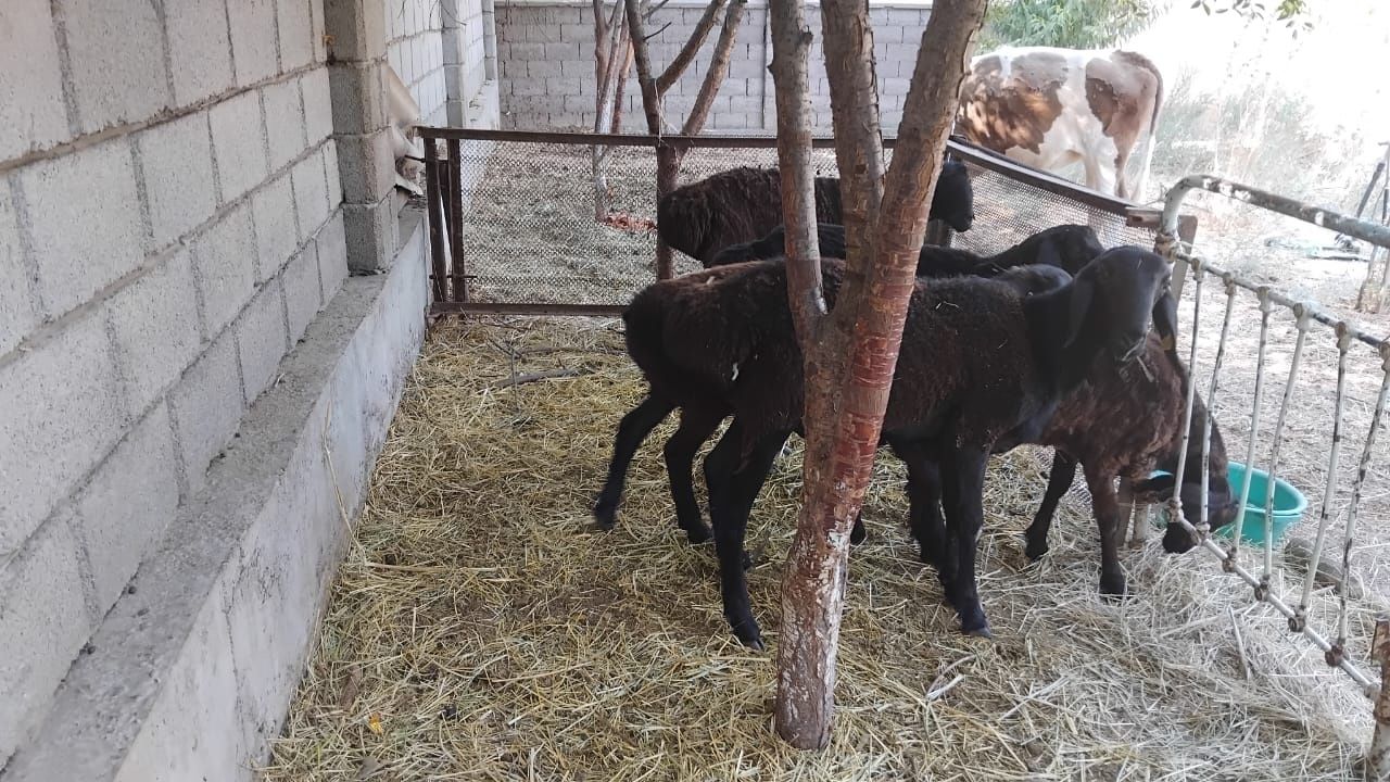 Қой сатылады Пародиси