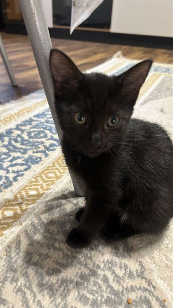 Котенок в добрые руки!