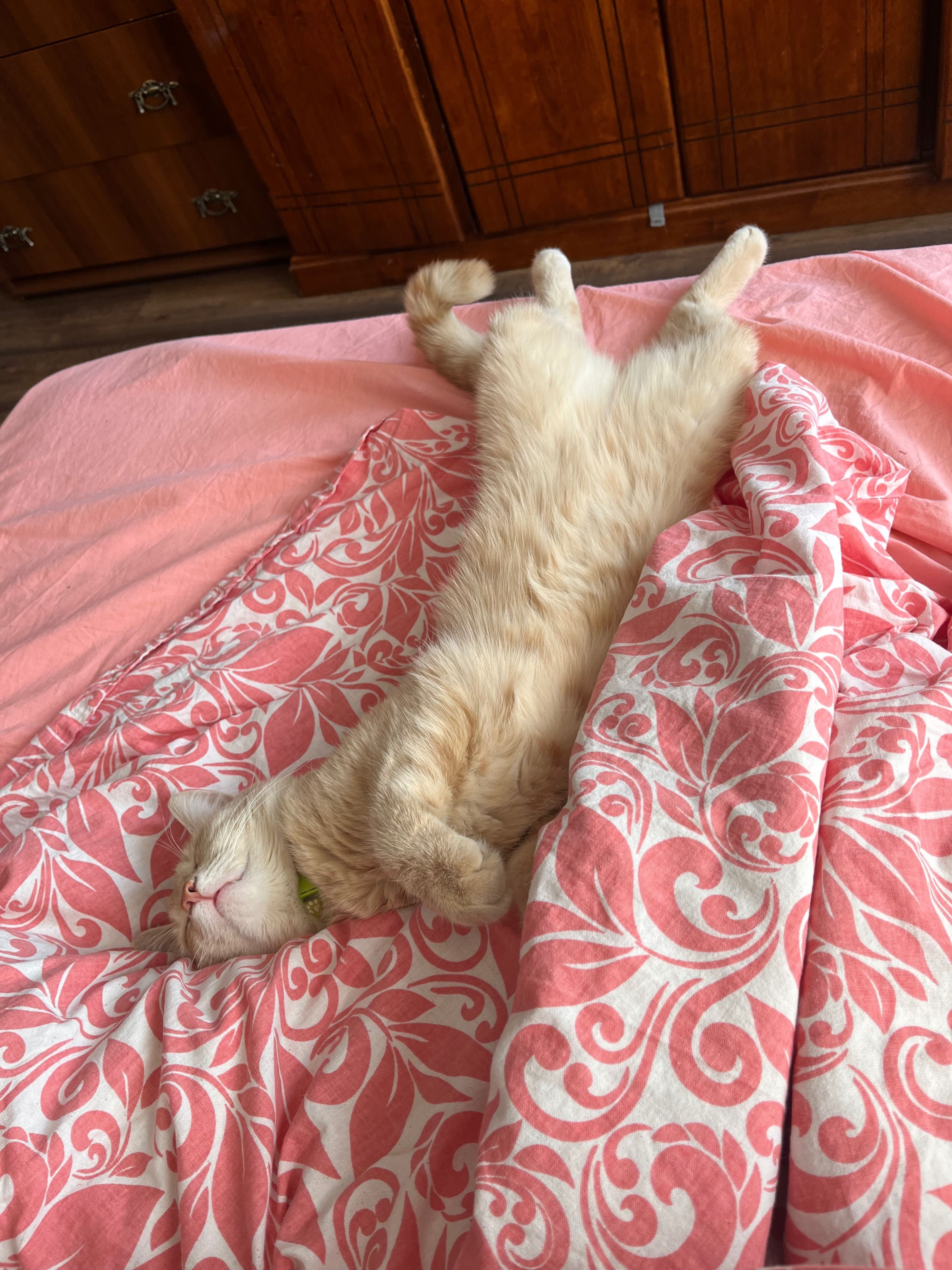 Отдам кота в добрые руки