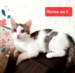 Добрая кошечка Маша .Стерилизована