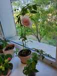 Продам саженцы комнатной розы