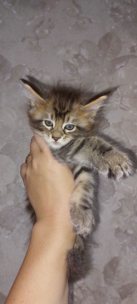 Котята мейн-кун!!!