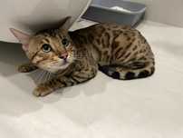 Бенгальский кот
