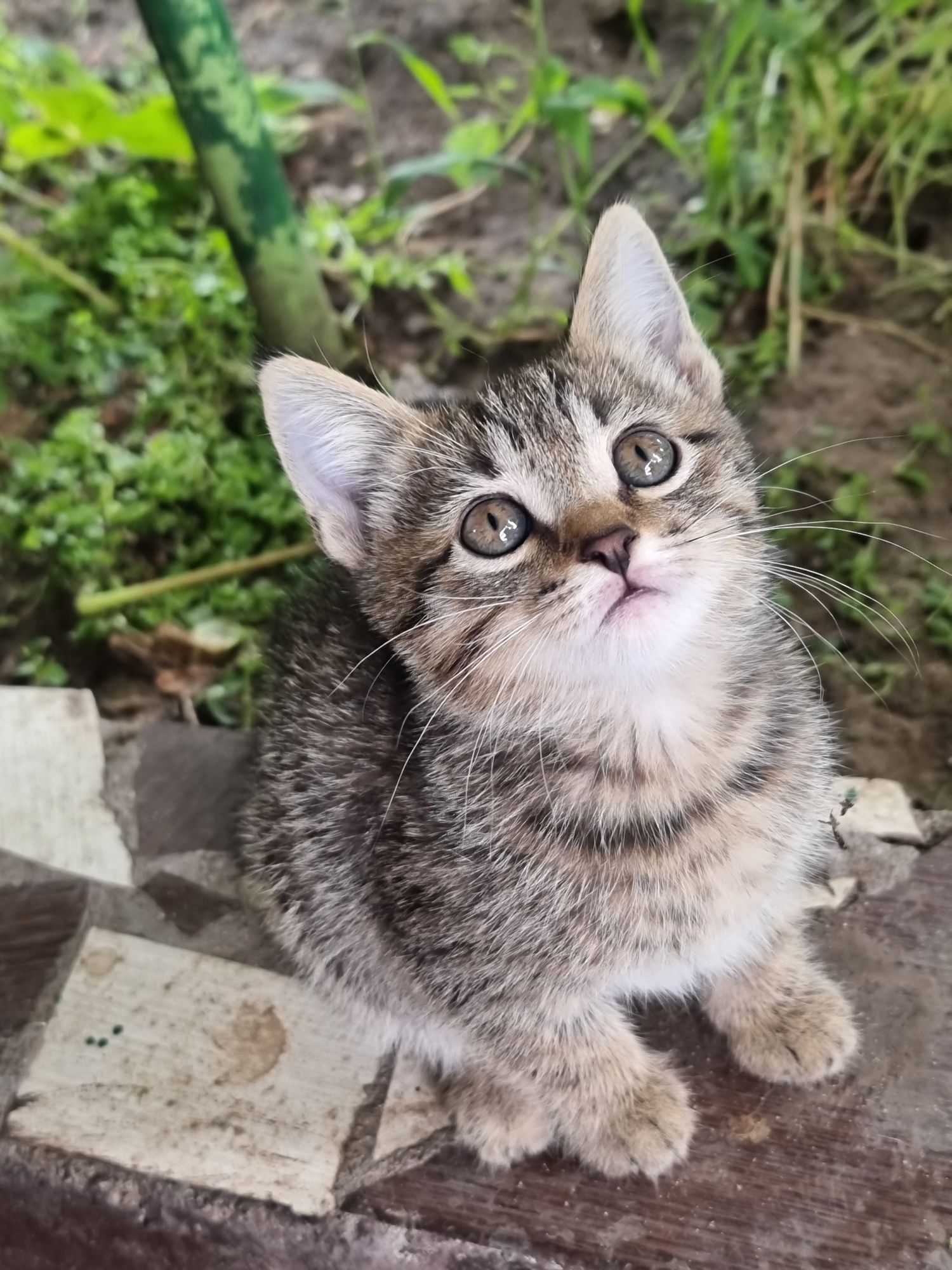Отдам котёнка девочка
