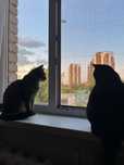 Сдам комнату на подселение
