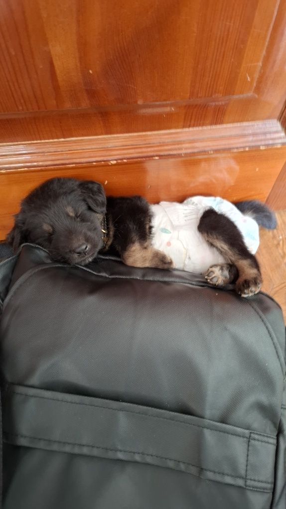Щенок ротвейлера
