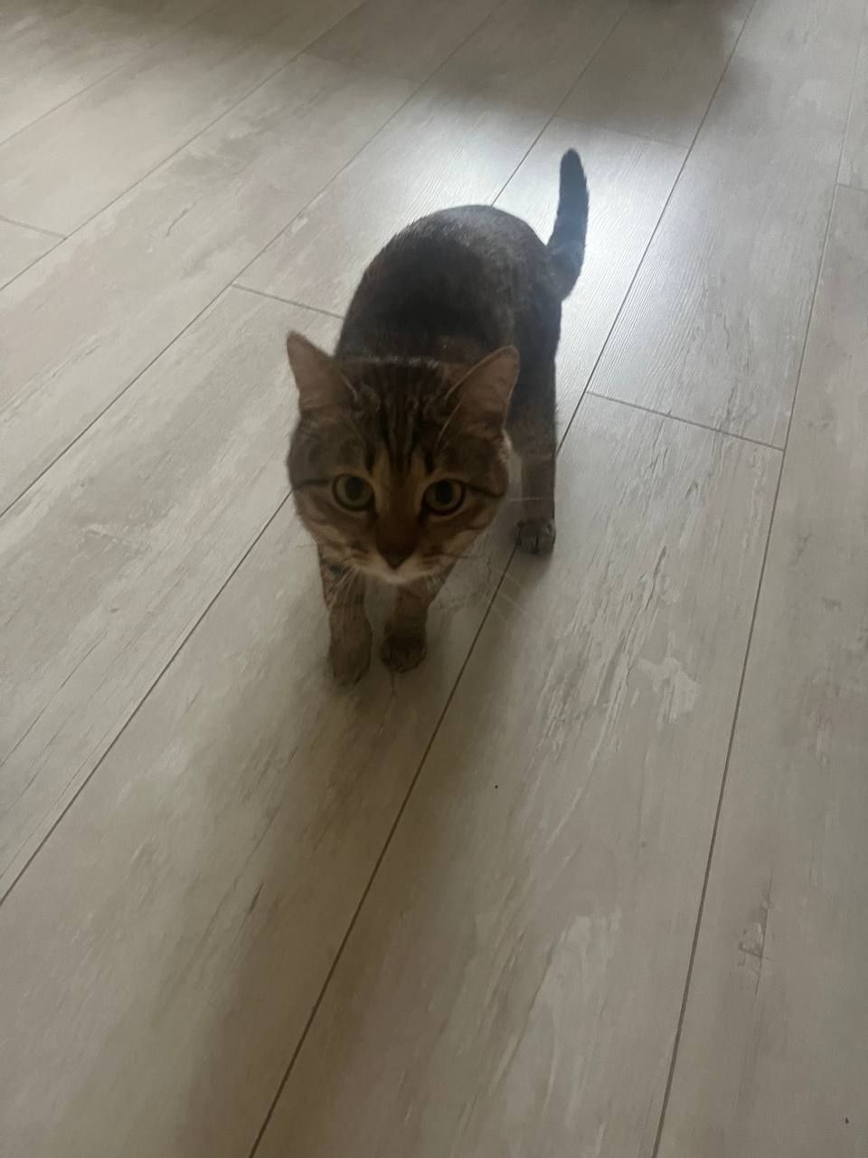 Пропал домашний кот