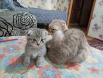 Кошка с котятами