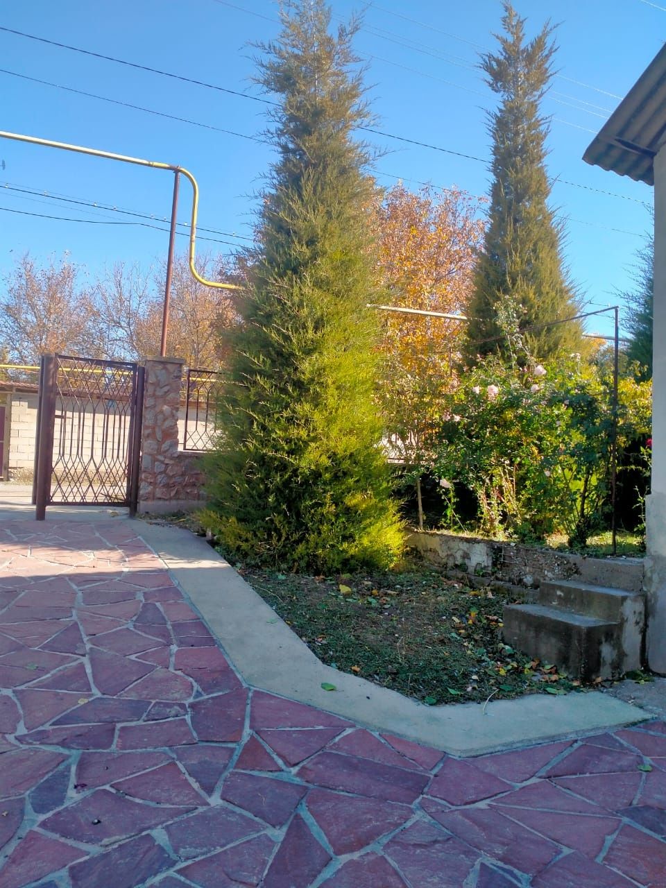 Можжевельник (арша),