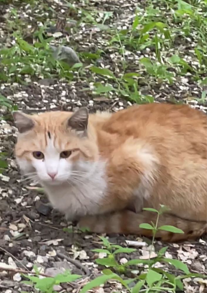 Кто потерял рыжего кота в районе Толе би и Исаева