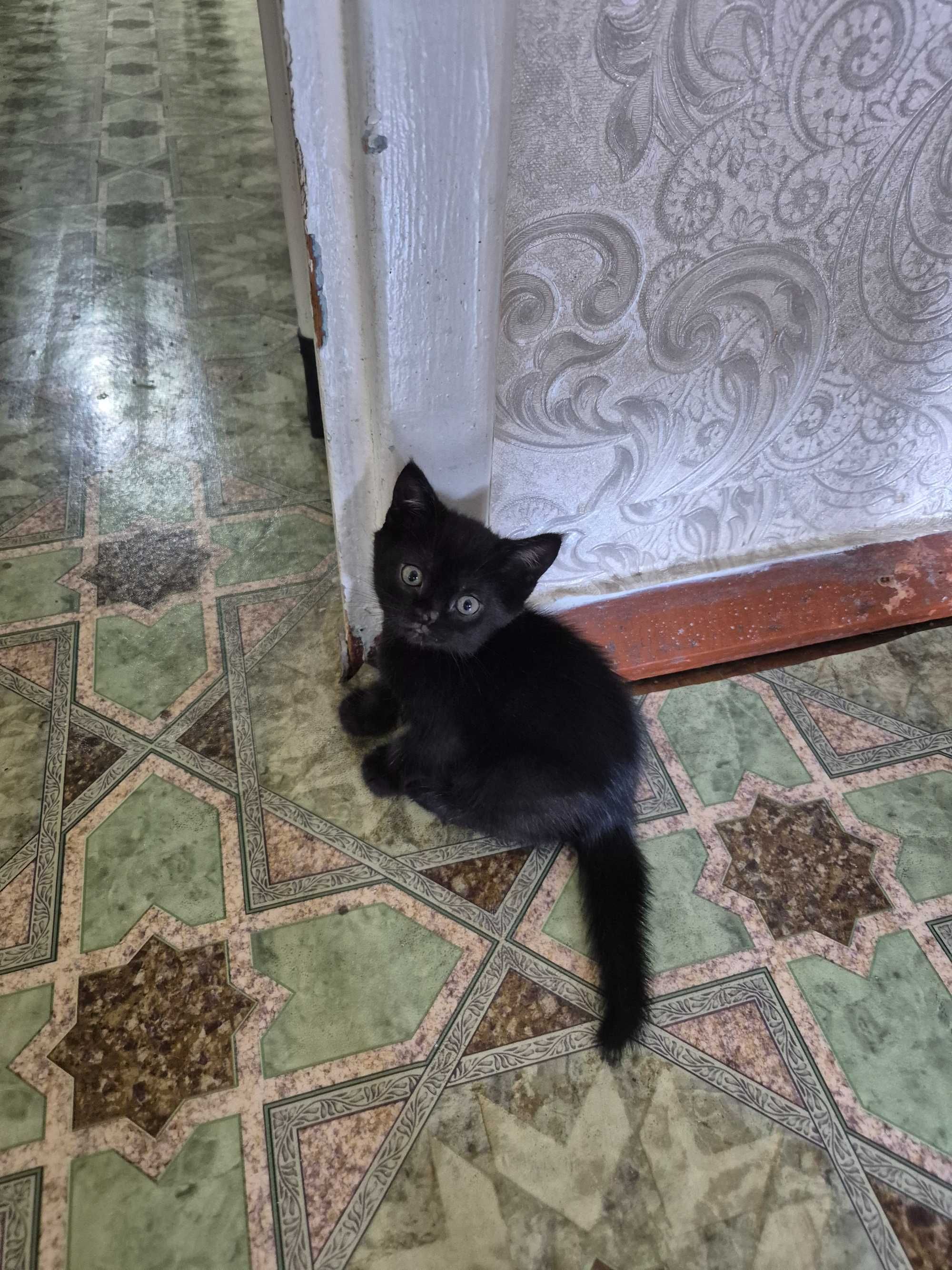 Котёнок родилась 9 мая
