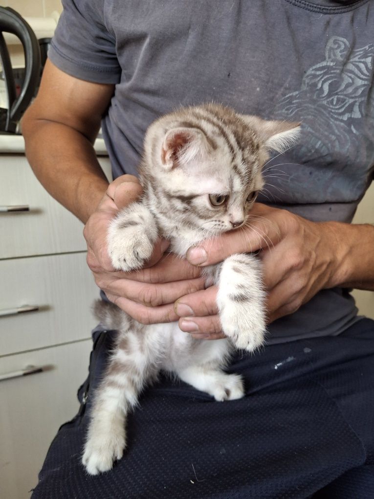 Котята скотиш страйт
