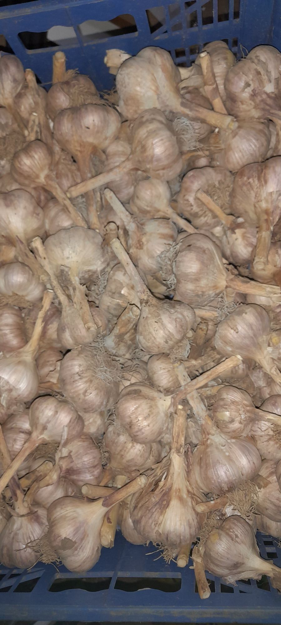 Продам домашний чеснок