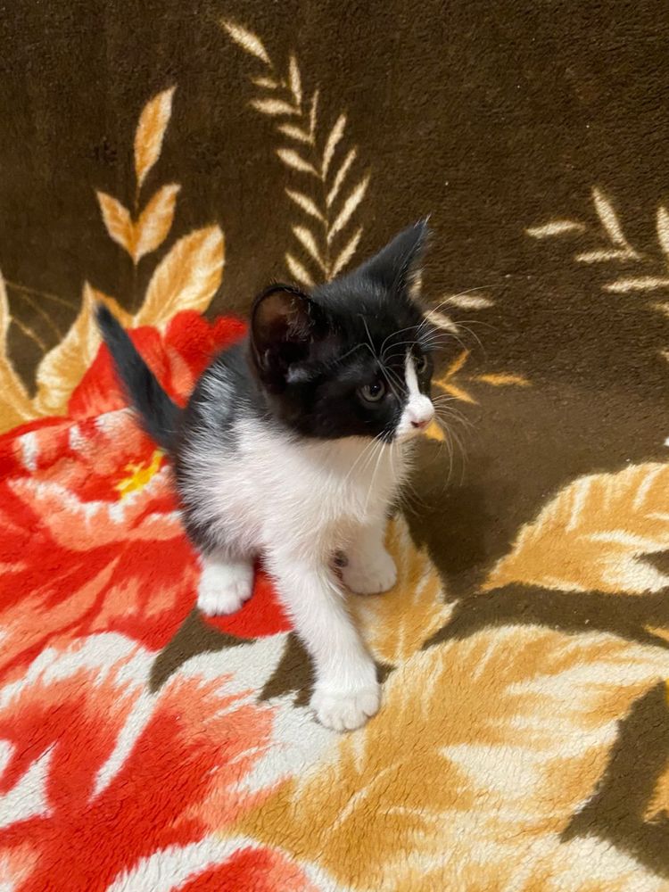 Отдаем котенка в добрые руки (кошка, котенок)