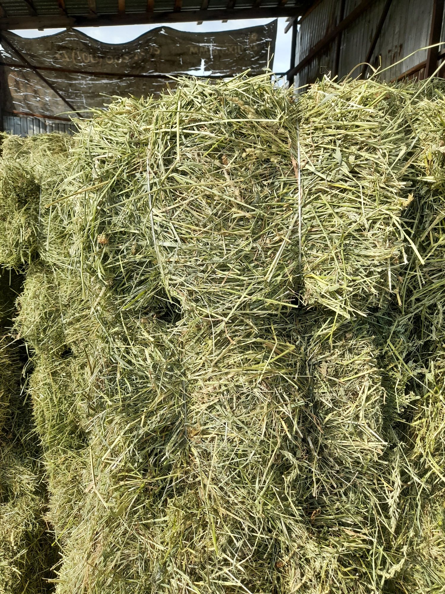 Продам клевер биде.