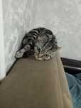Кошка породистая