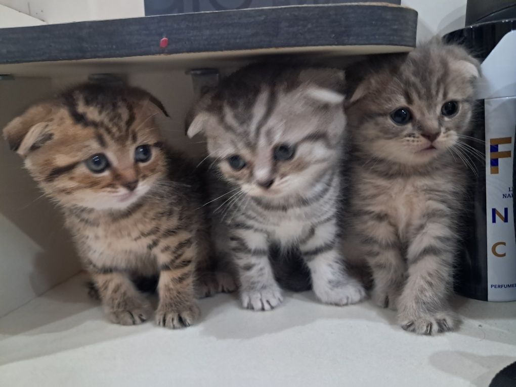 Продам вислоухих котят! Кушают уже сами, приучены к лотку