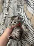 Отдам в добрые руки котят