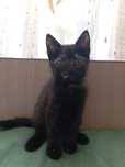 Необычные котята!