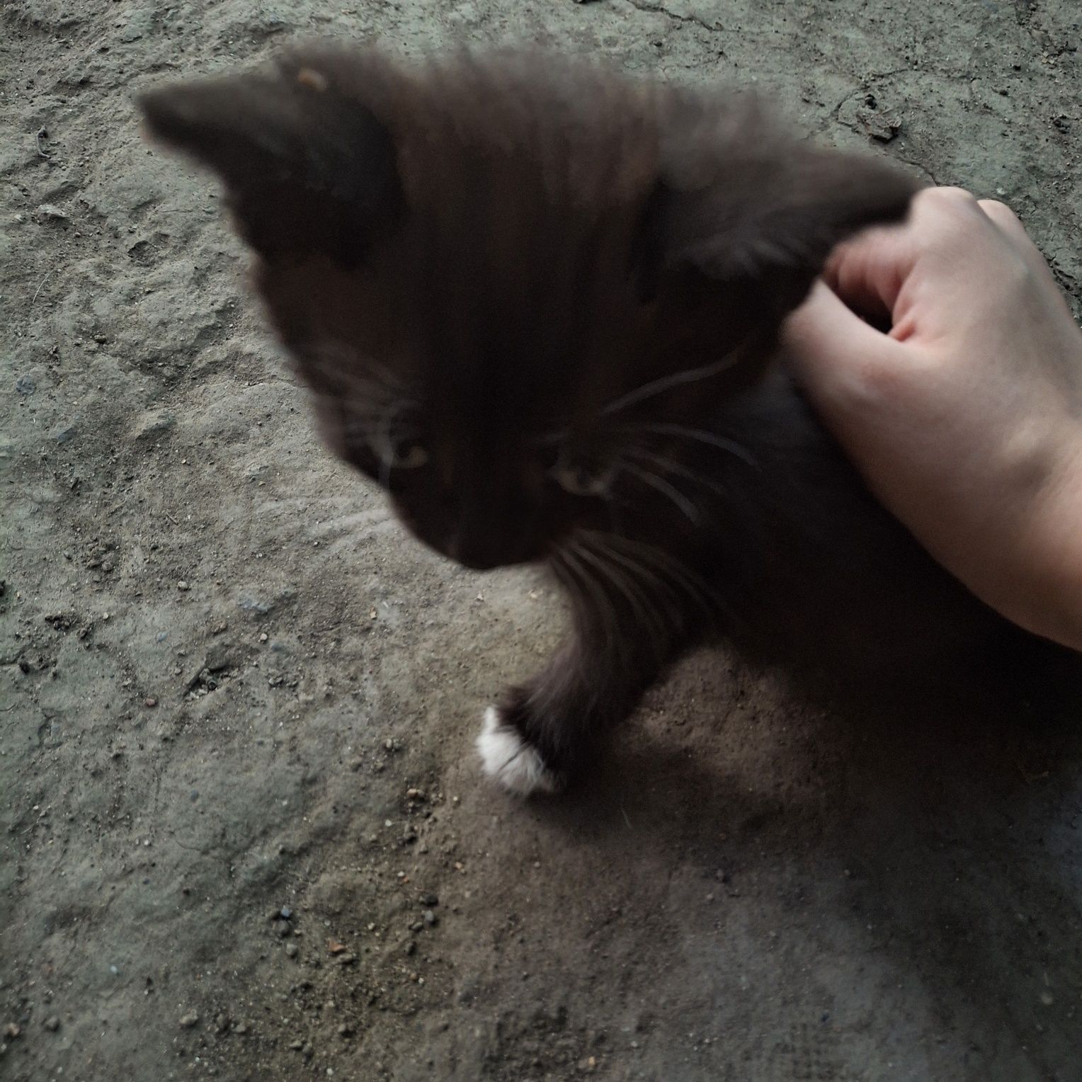 Отдаю котят в добрые руки