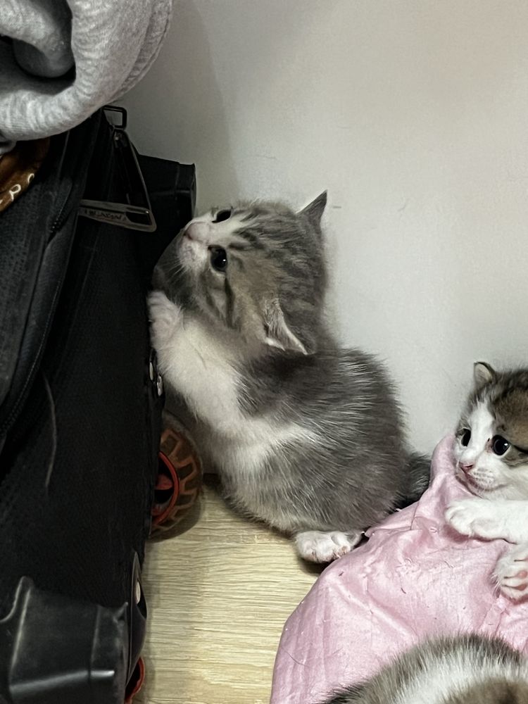 Отдаю котят в добрые руки Бесплатно
