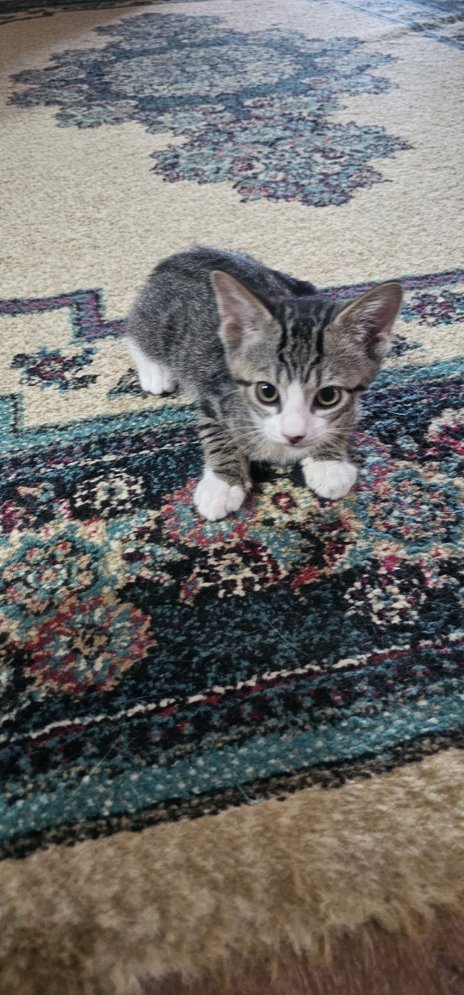 Смышленый, умный котёнок