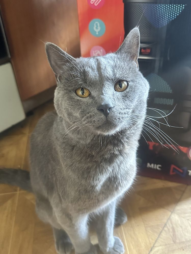 Кот Локи британский малыш