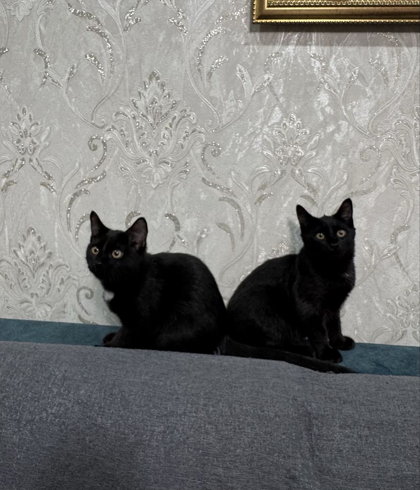 Отдам котят в добрые и заботливые руки