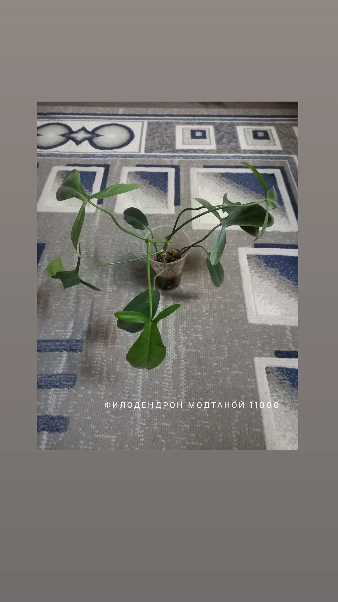 Филодендрон Модтаной, цветы, растения