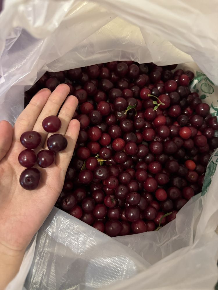 Продаю вишню яблоки ранетки
