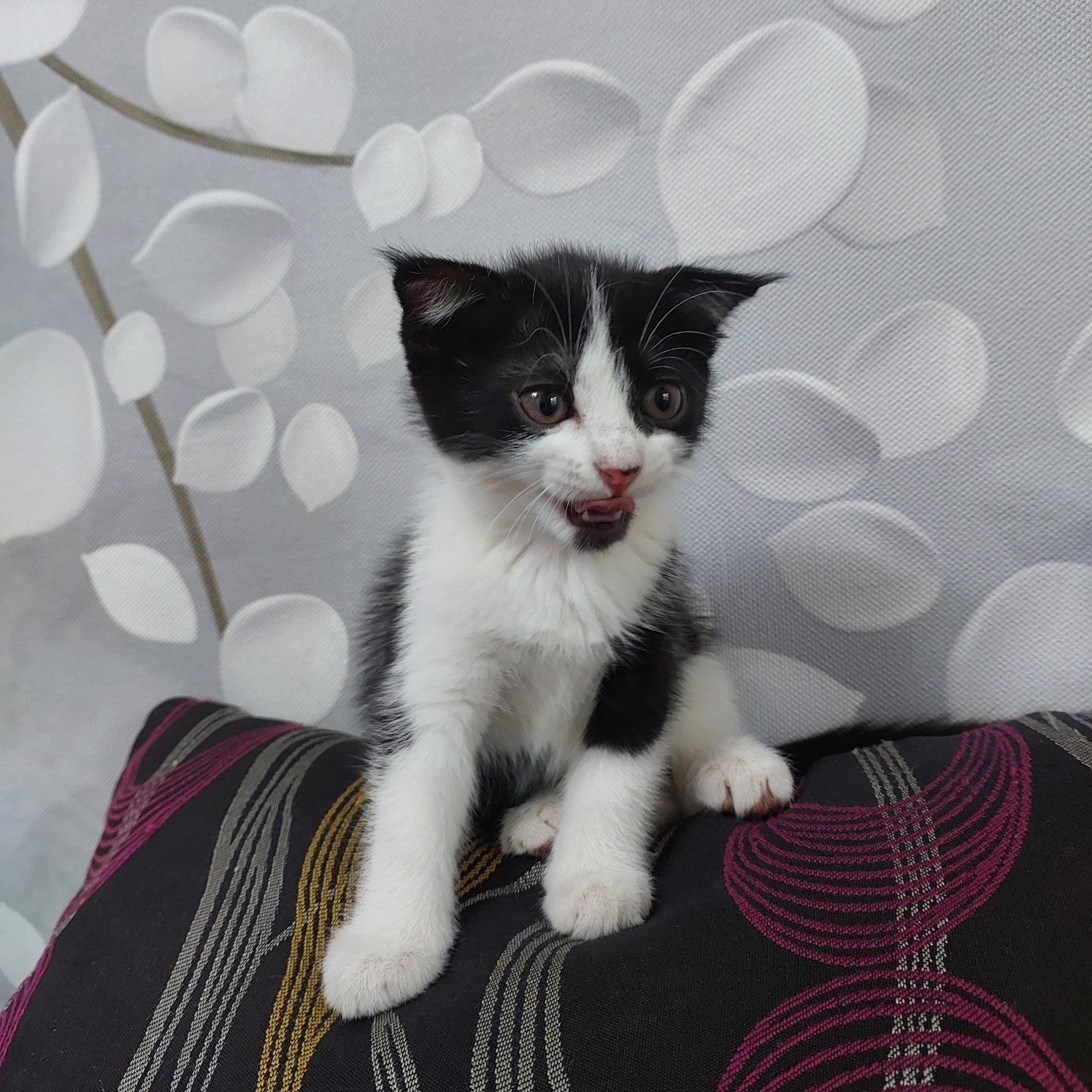 котятя 3 месячные