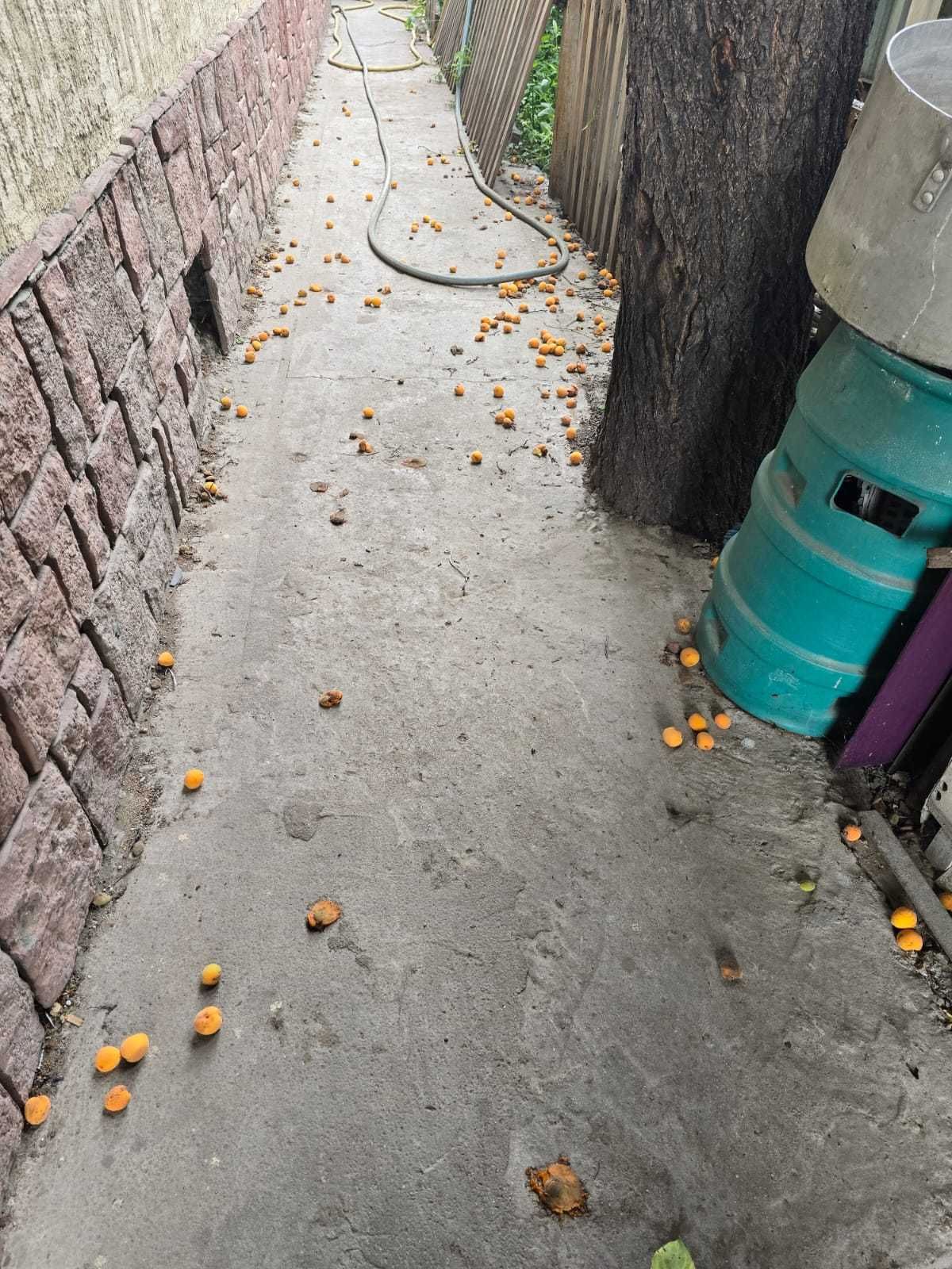 Урожай абрикоса бесплатно