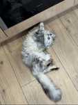 Отдам котенка в добрые руки