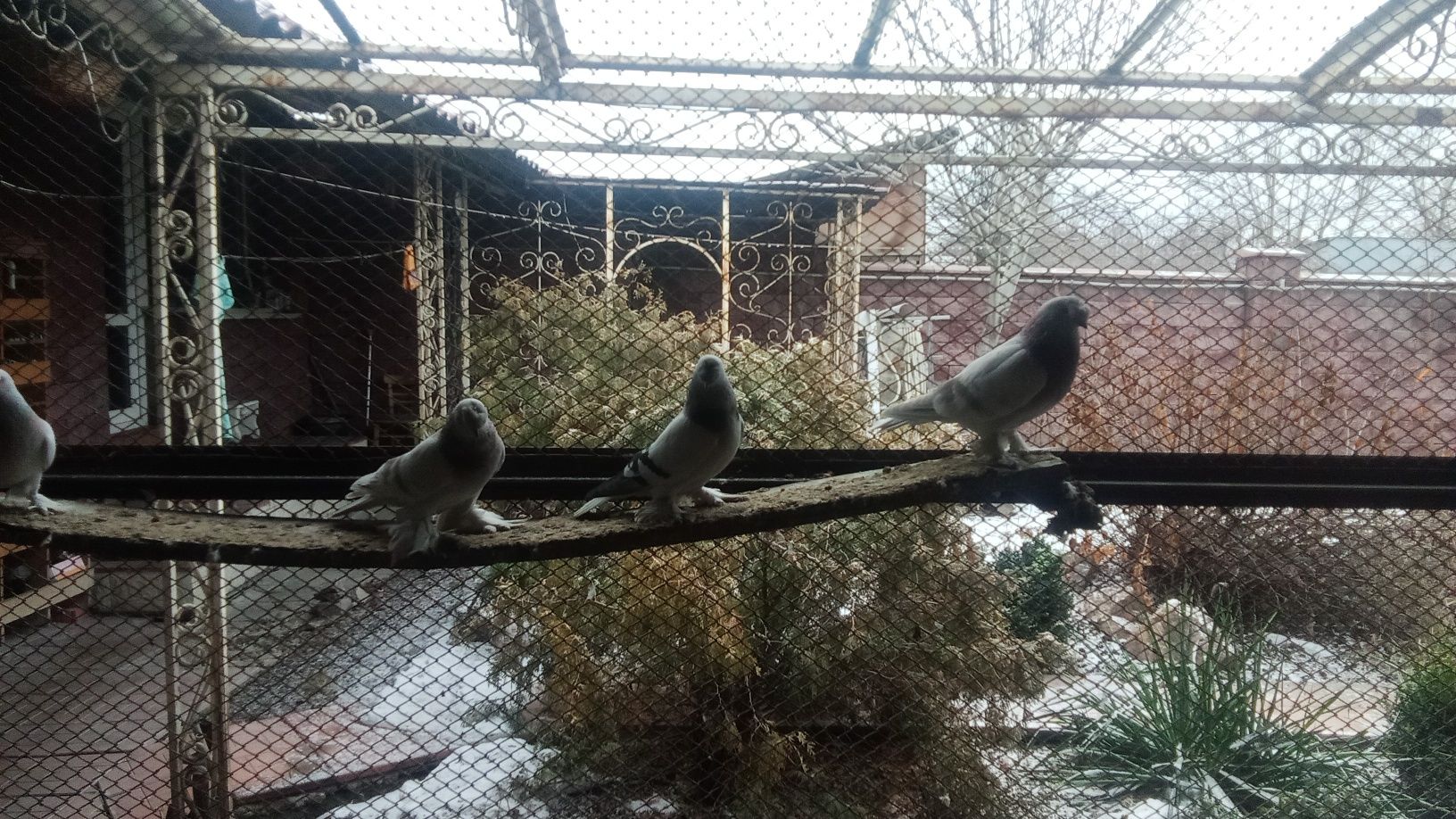 Голуби такла продам