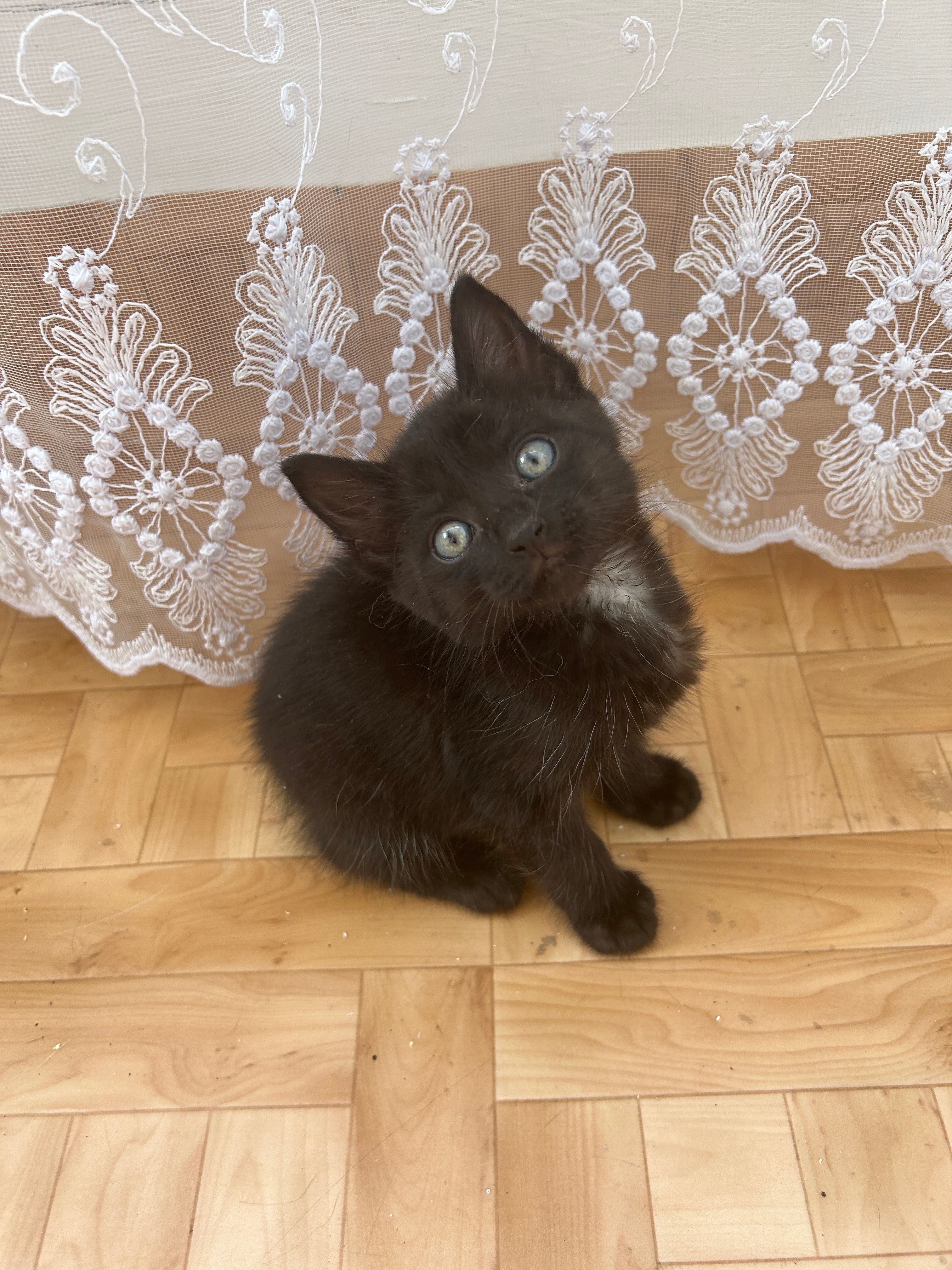 Котята мальчик котенок 2 месяца в добрые руки БЕСПЛАТНО