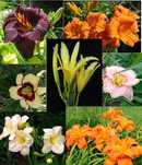 Лилейники («Hemerocallis)