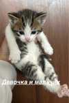 Котенок в добрые руки ЧИТАЙТЕ ВНИМАТЕЛЬНО