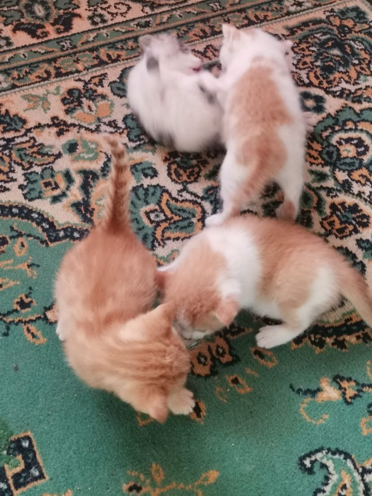 Отдам в хорошие руки