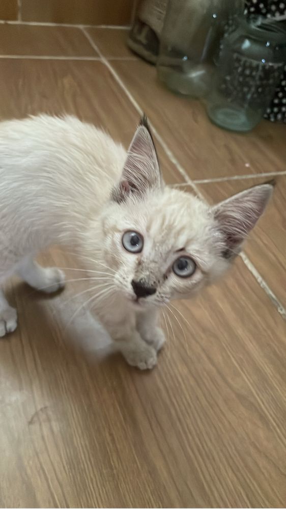 Спочно отдам котенка