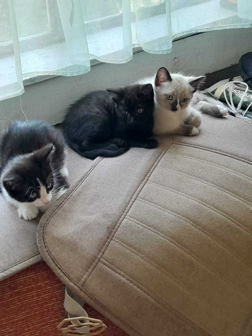 Отдам котят в хорошие руки.