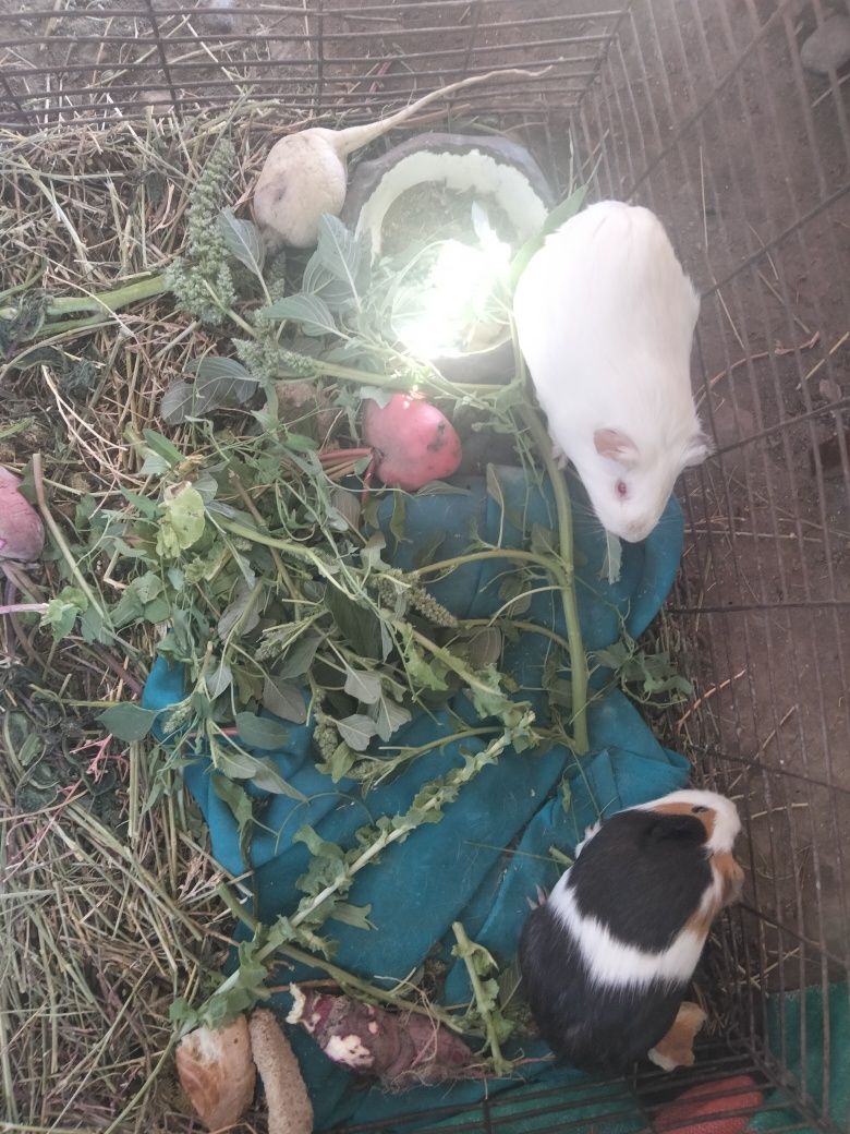 Продам морских свинок