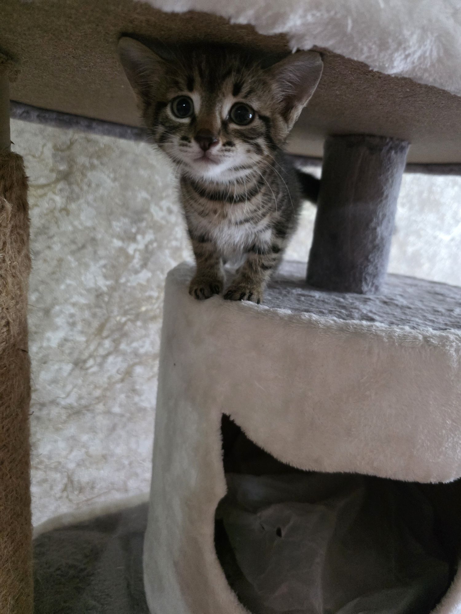 Полосатые котики ищут дом