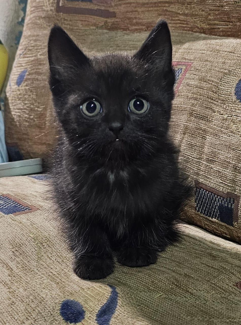 Котят 2 мес в добрые руки