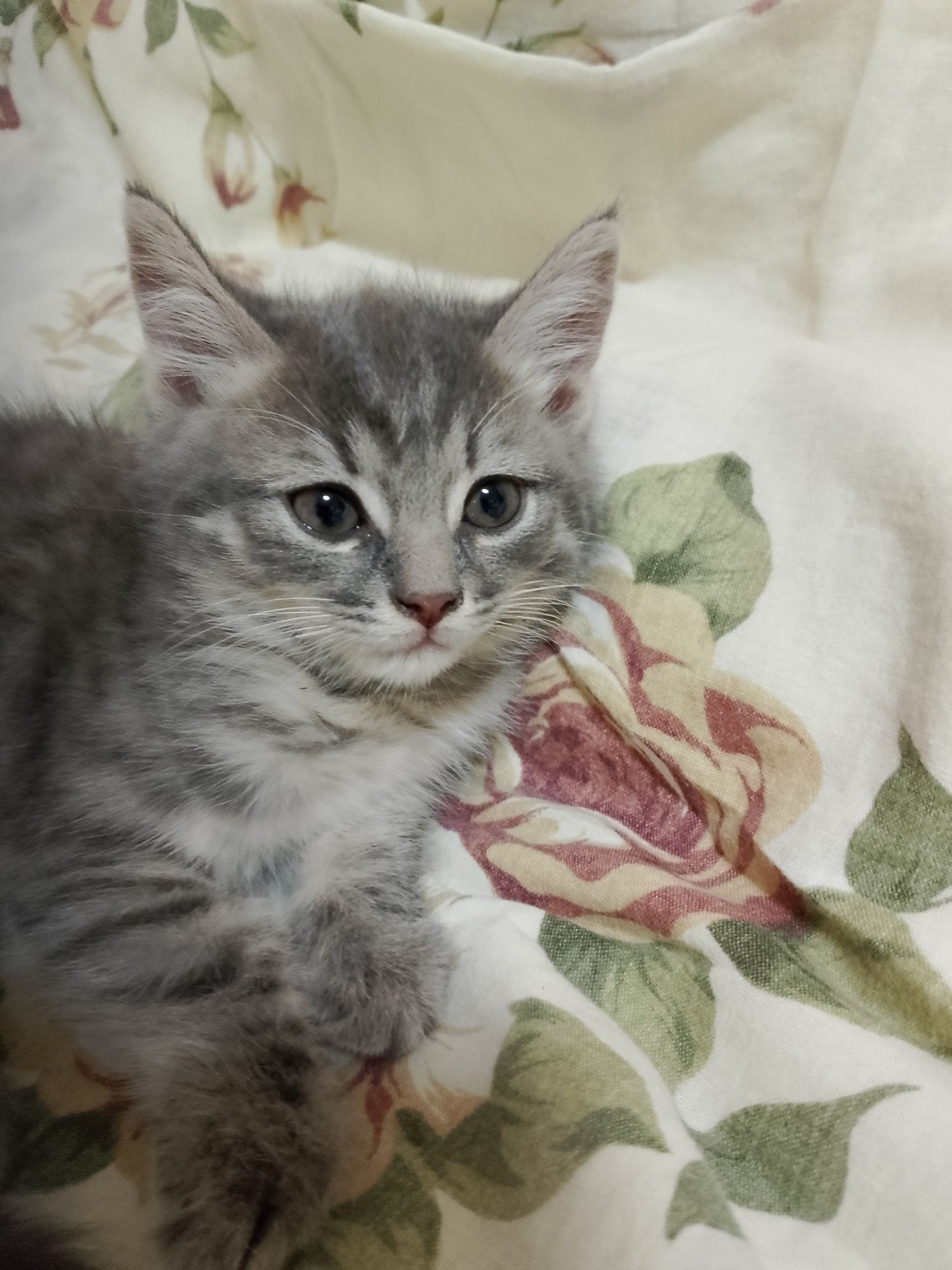 Бесплатно котята