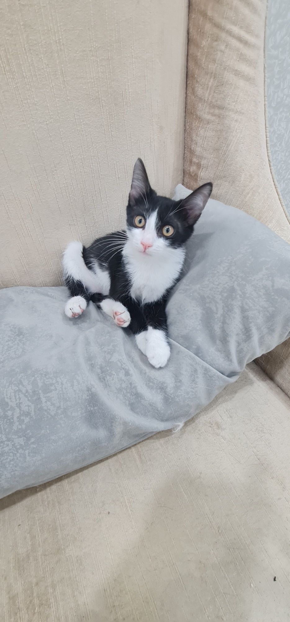 Котенок бесплатно