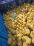 Продам гусят Линда Недельные