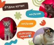 Отдам котят в добрые руки!