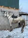 Кокпар Айгыр алдынгы ат