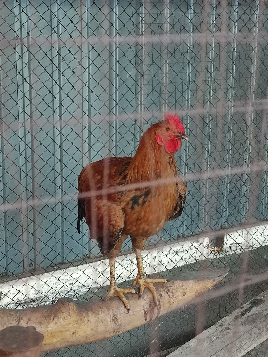 Продам петух 7 месяцев.