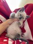 Котенок девочка